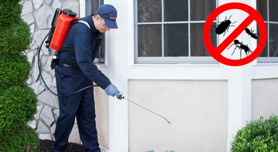 Esenler Kene İlaçlama böcek ilaçlama ve haşere kontrolü — ilaclama-tr.com
